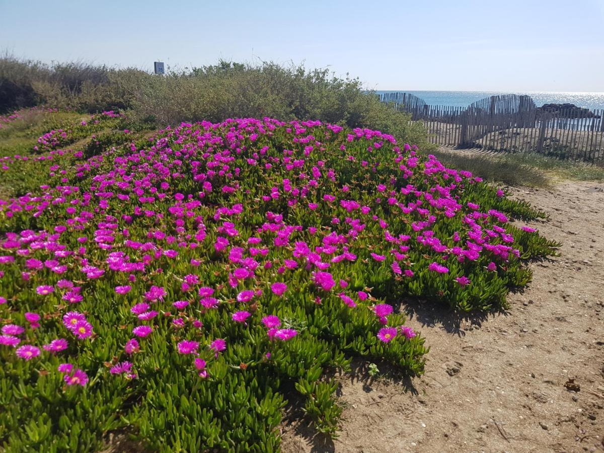 La Rose Des Sables, T2 A La Mer, Terrasse Et Garage Frontignan Luaran gambar